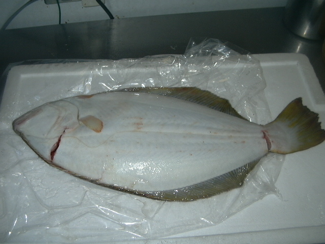 画像maguro00 002hirame.jpg