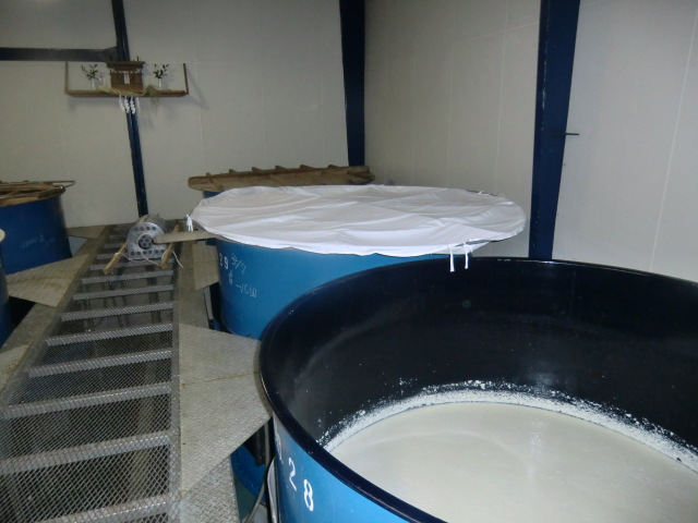 画像maguro00 004.jpg